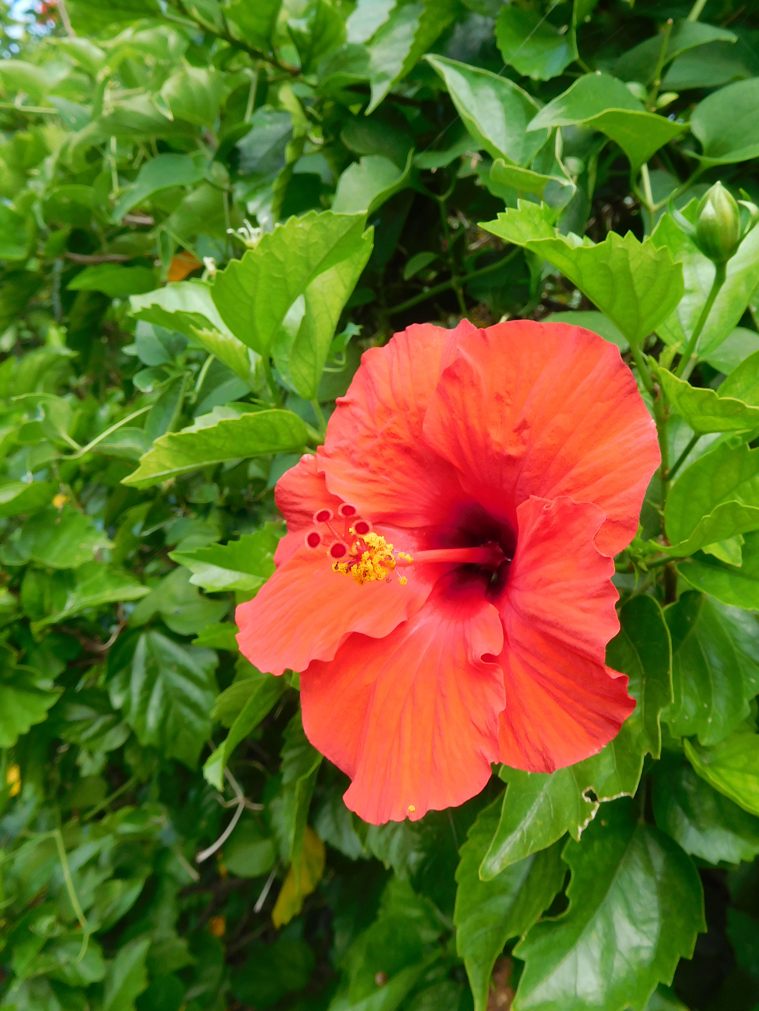 ハイビスカス様 imgrc0087097787.jpg