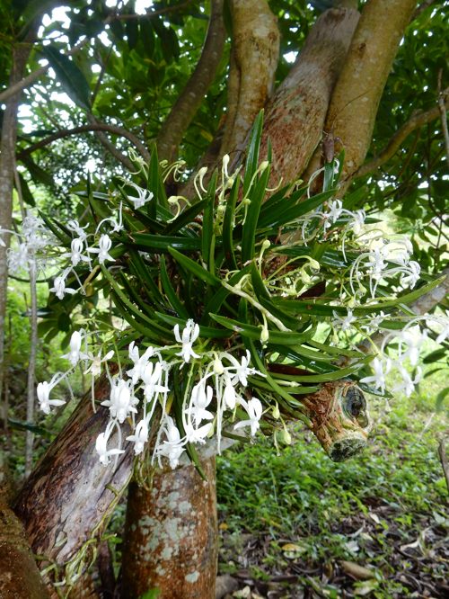 風蘭 富貴蘭 種子島のブログ