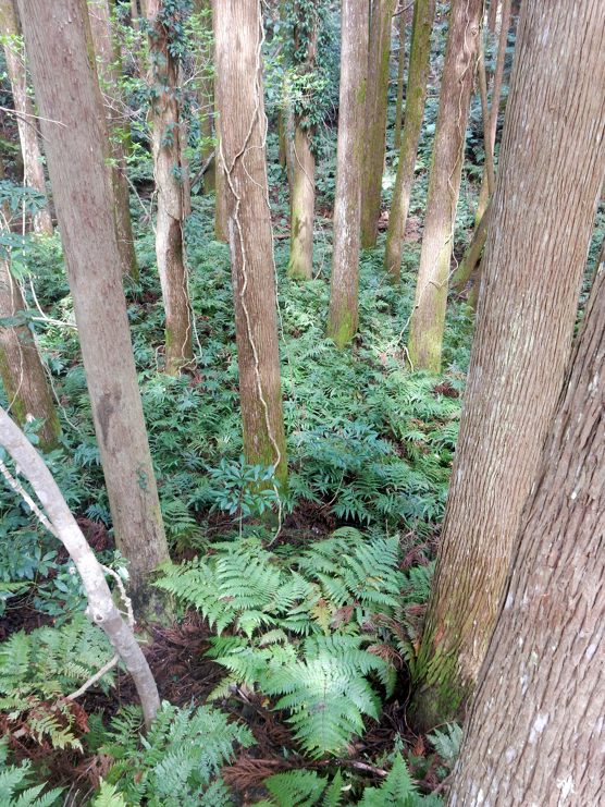 かんぎーまー 種子島のブログ
