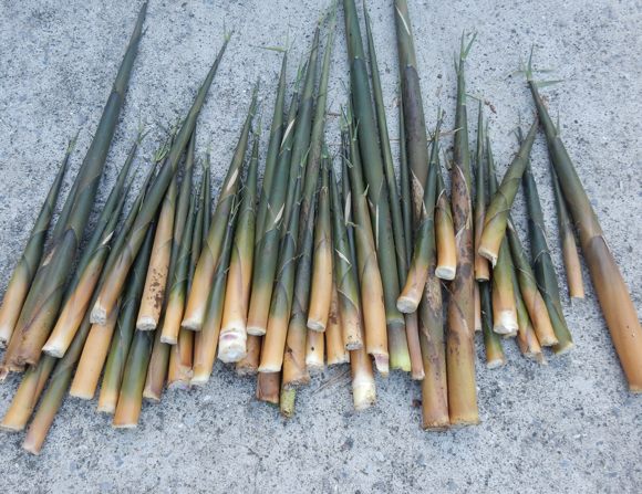ニガダケのごっそう 種子島のブログ