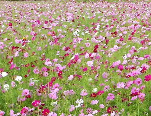 コスモス満開 種子島のブログ コスモス満開 種子島のブログ