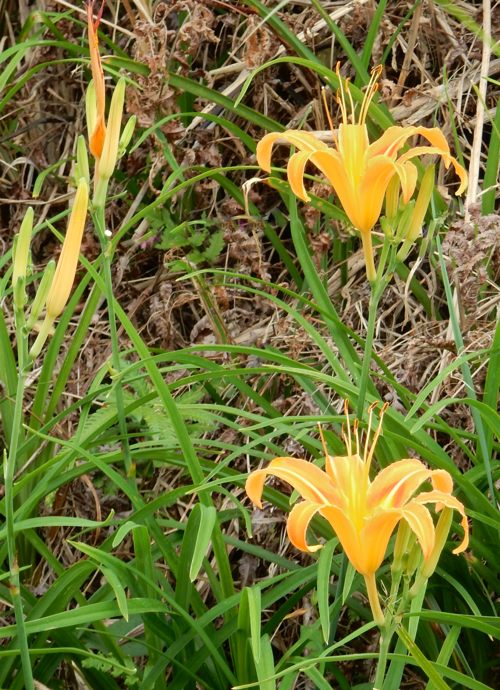 井ノ上とカタリナ永俊尼 ふるさと歴史散歩 種子島のブログ
