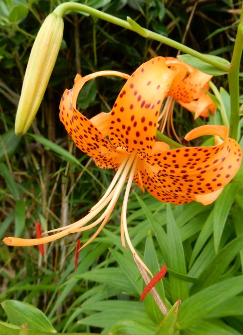 コオニユリ開花 種子島のブログ