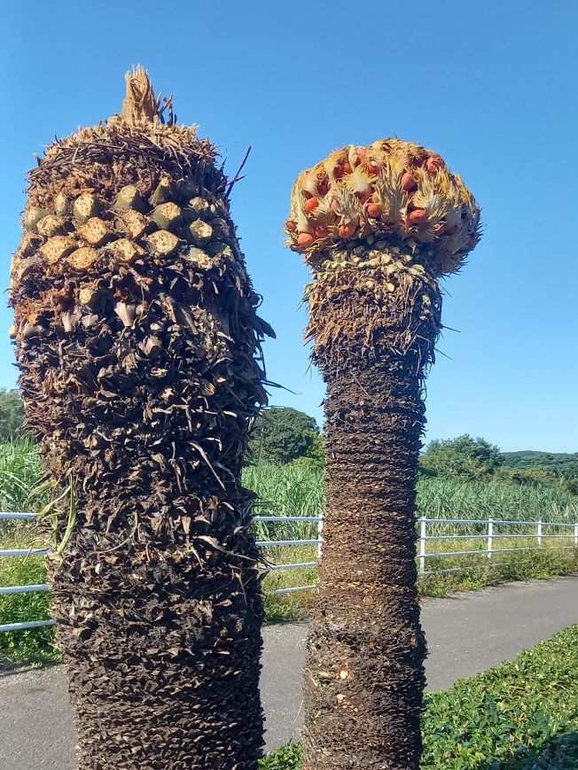 ソテツ特大。 原木ソテツ雌樹 特大 抜苗発送 奄美大島産蘇鉄 ソテツの