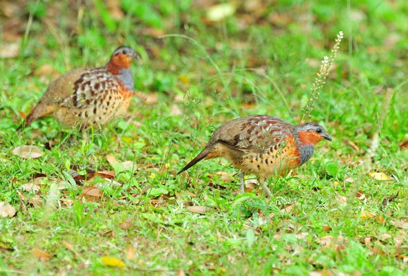 最近出会った野鳥達 種子島のブログ 最近出会った野鳥達 種子島のブログ