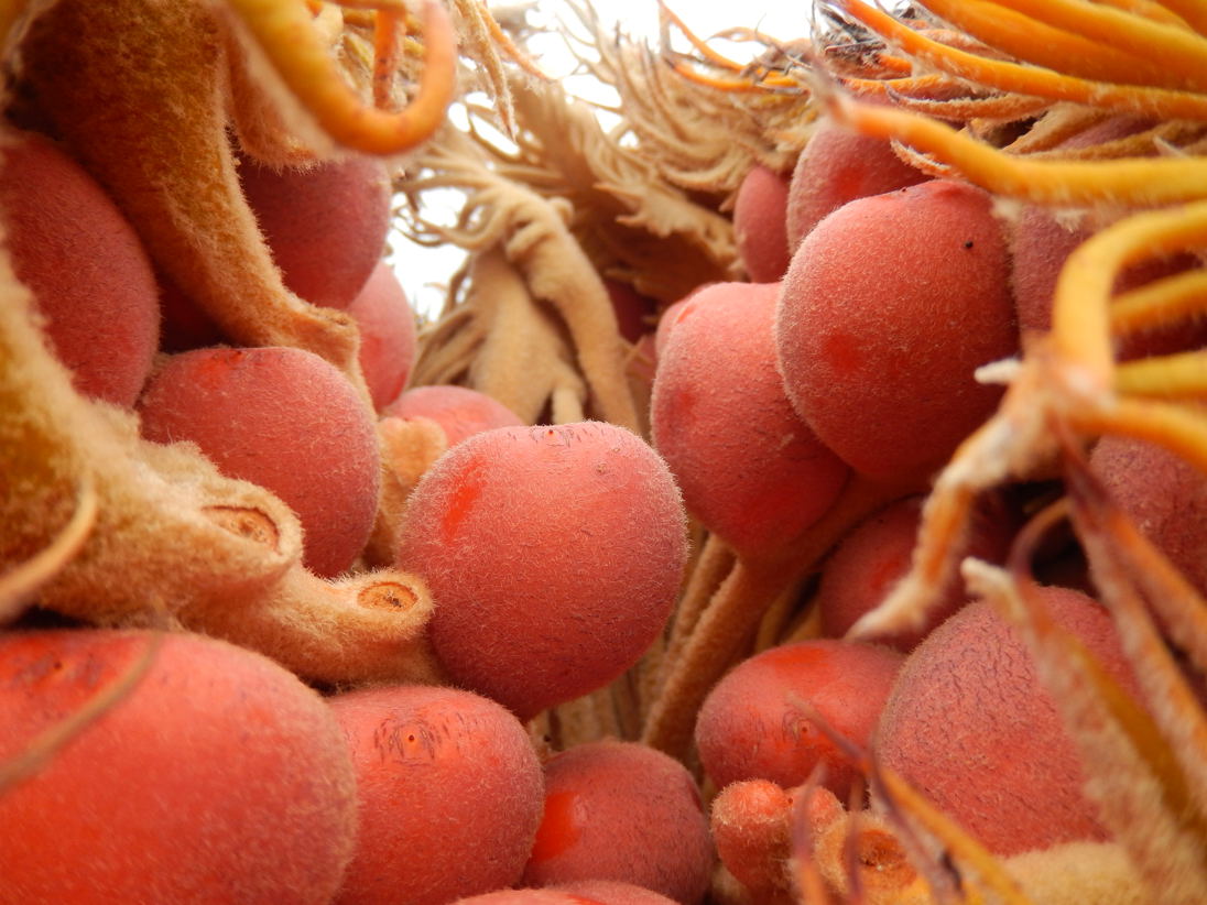 ソテツ 蘇鉄 種子島のブログ