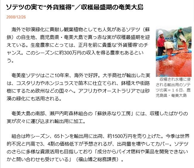 ソテツの実 : 種子島のブログ