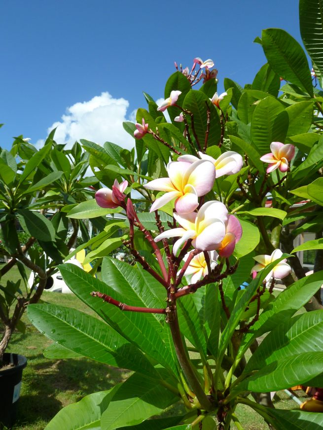 確認用プルメリアBali Marron プルメリア 苗 カリフォルニアサン 確認用プルメリアBali Marron プルメリア 苗 カリフォルニアサン