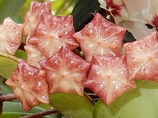 サクラランが見頃 : 種子島のブログ