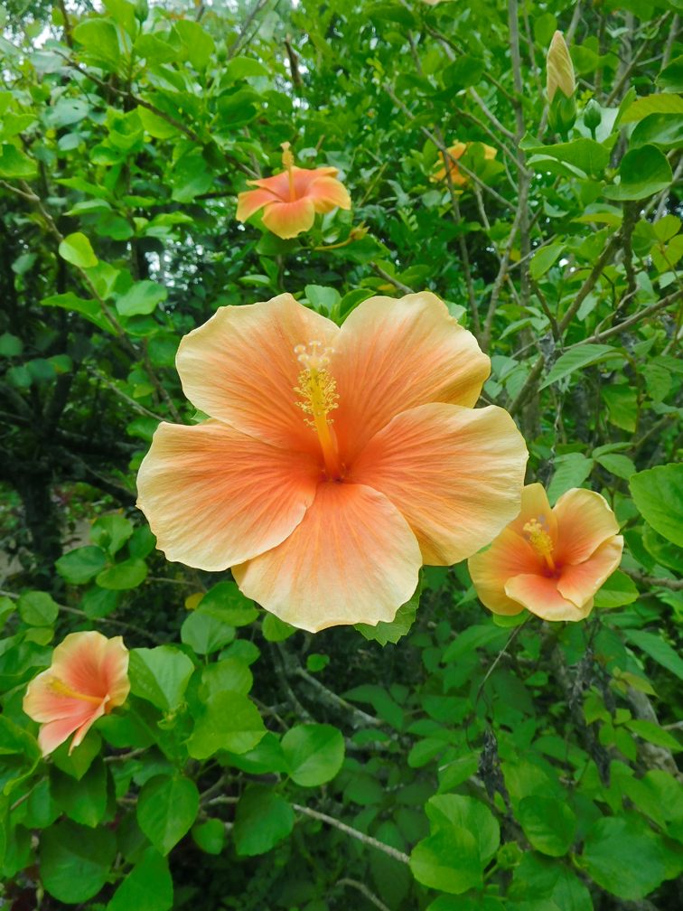 多種多様なハイビスカス : 種子島のブログ