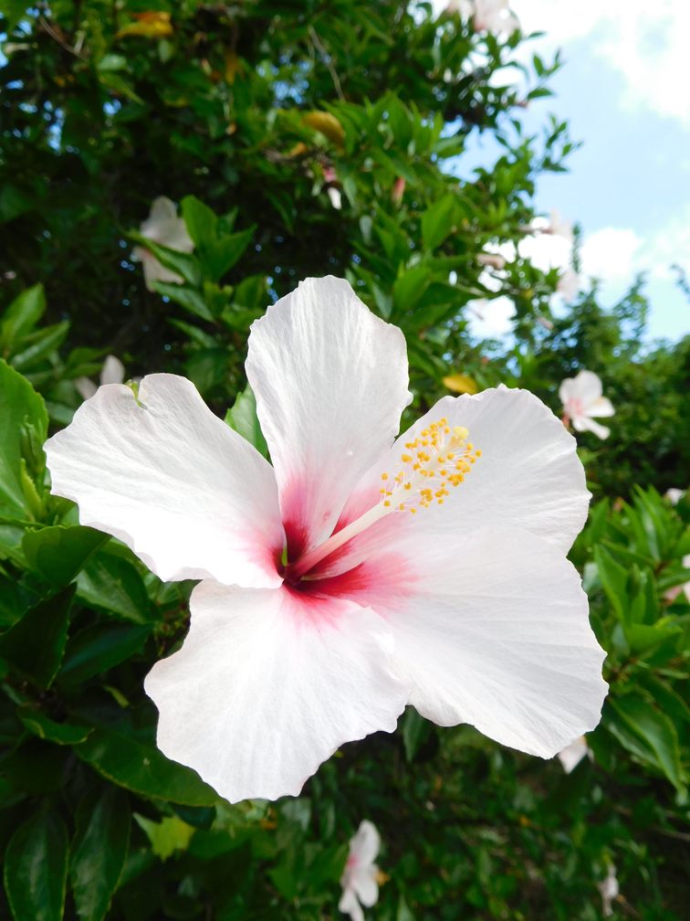 多種多様なハイビスカス : 種子島のブログ