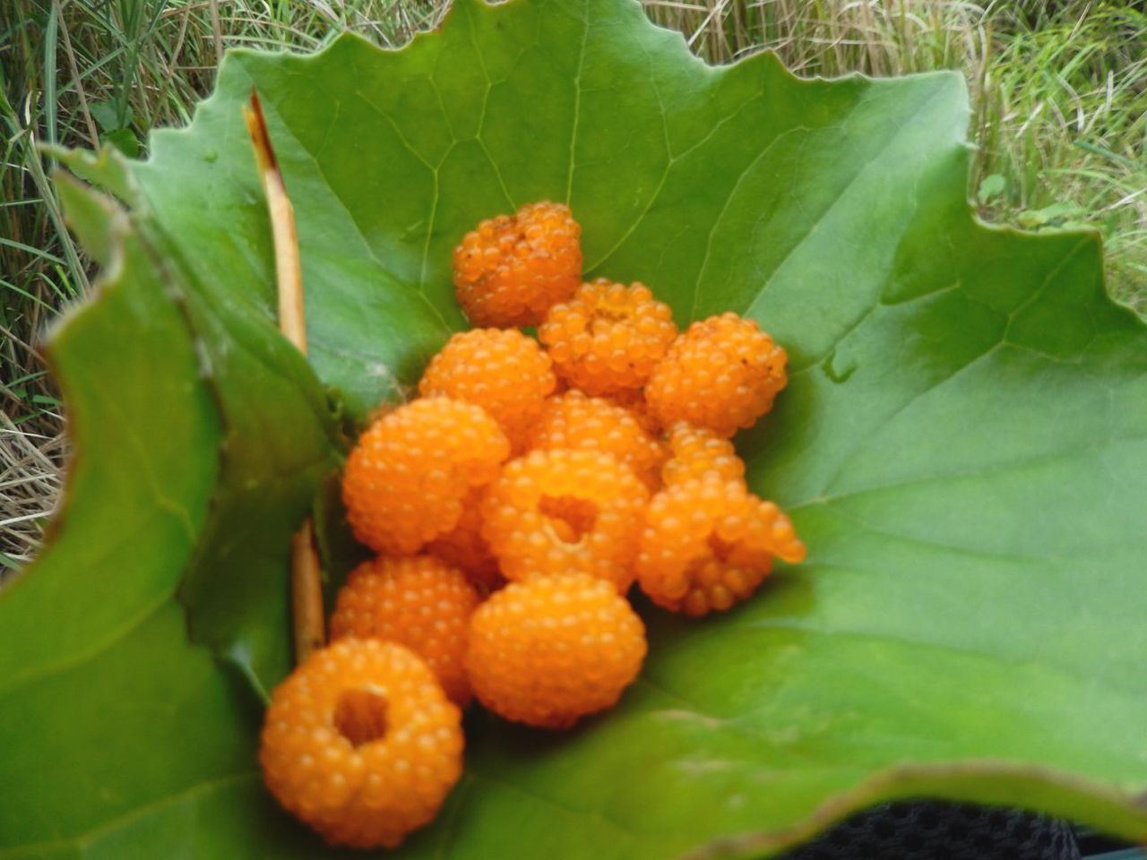 木いちご狩り 種子島のブログ 木いちご狩り 種子島のブログ