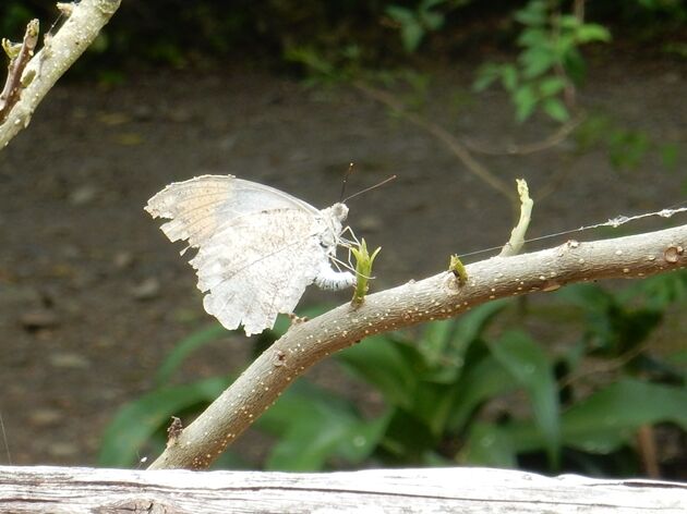 【白化異常型】ツマベニチョウ（1オス・フィリピン産） ツマベニチョウ - Wikipedia