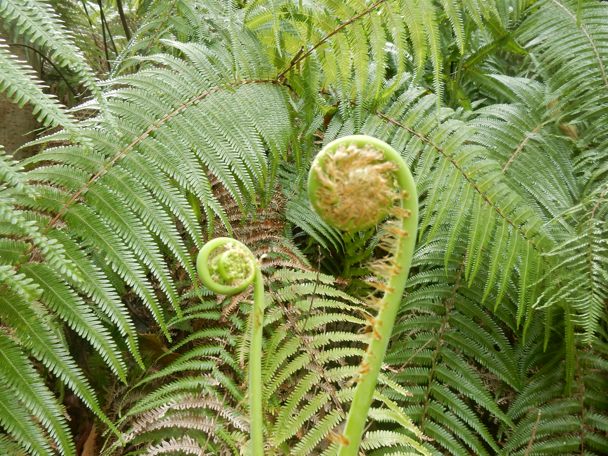 かんぎーまー 種子島のブログ