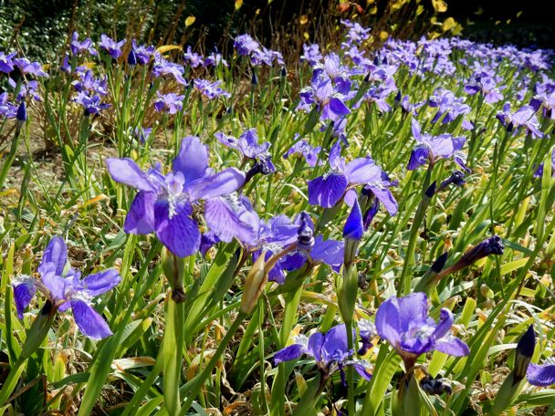 花満開 種子島のブログ 花満開 種子島のブログ