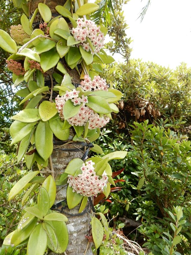 サクラランが見頃 : 種子島のブログ