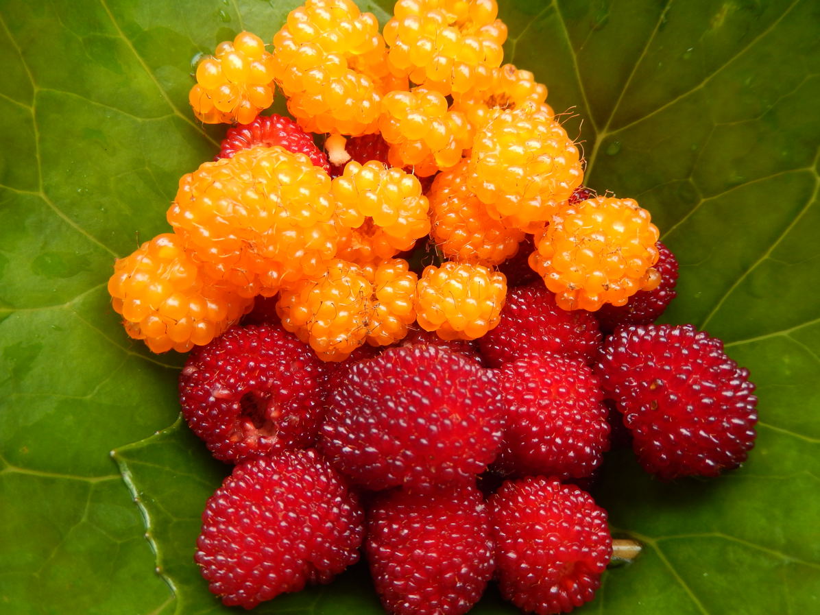 野いちご第2弾 種子島のブログ 野いちご第2弾 種子島のブログ