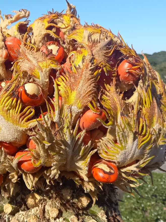 ソテツの実 : 種子島のブログ