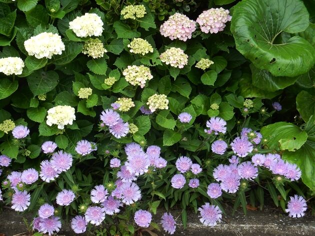 古市さん家のひょうたん棚作り 種子島のブログ