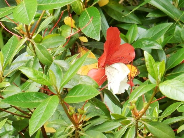 ツマベニチョウの卵 : 種子島のブログ