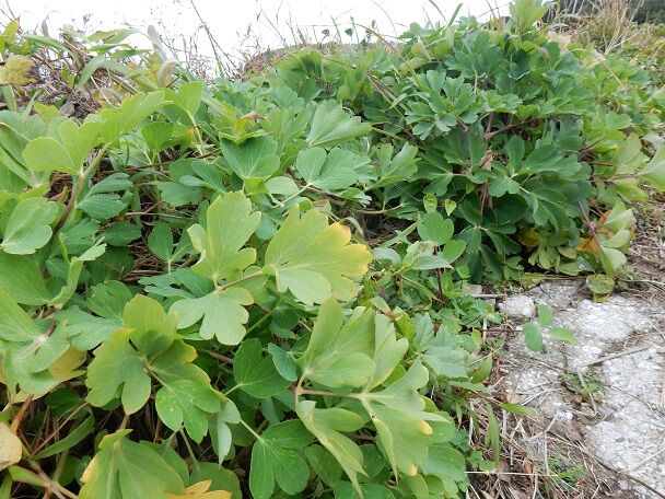 ボタンボウフウの天ぷら 種子島のブログ