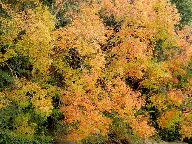 種子島の紅葉 : 種子島のブログ