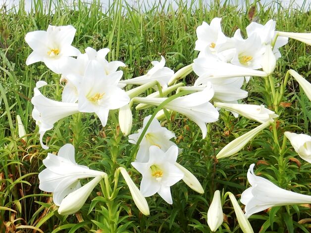 テッポウユリ開花 種子島のブログ