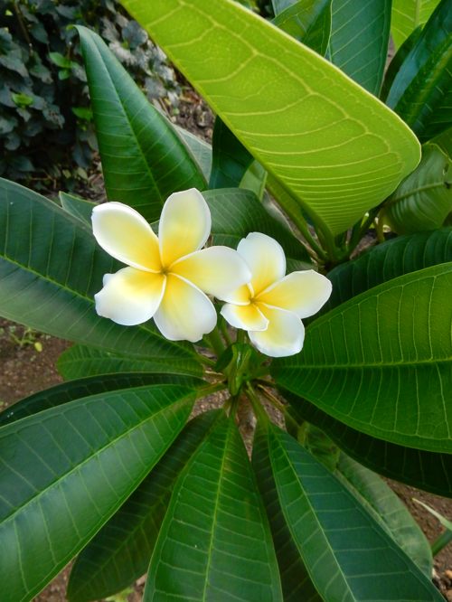 珍獣現る 種子島のブログ