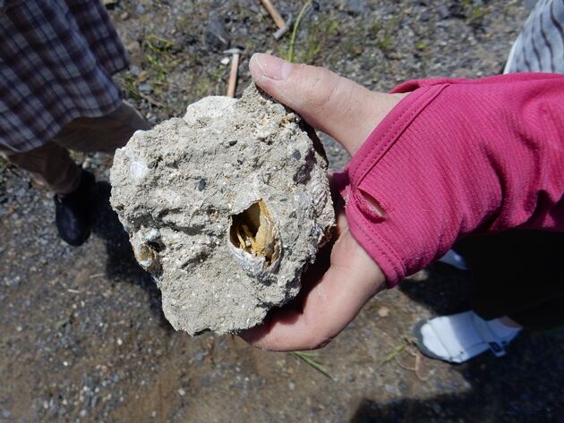 化石探し 種子島のブログ