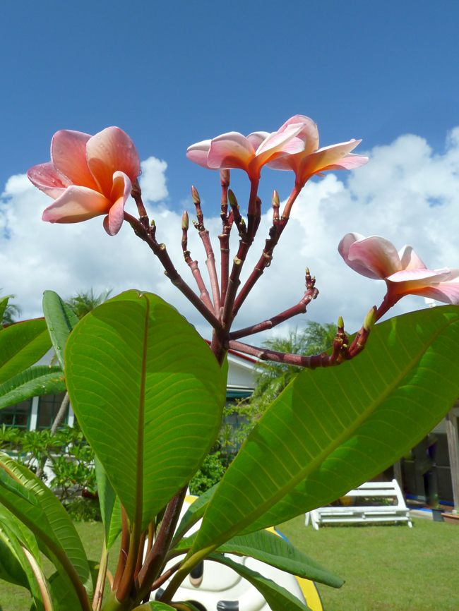 プルメリア : 種子島のブログ