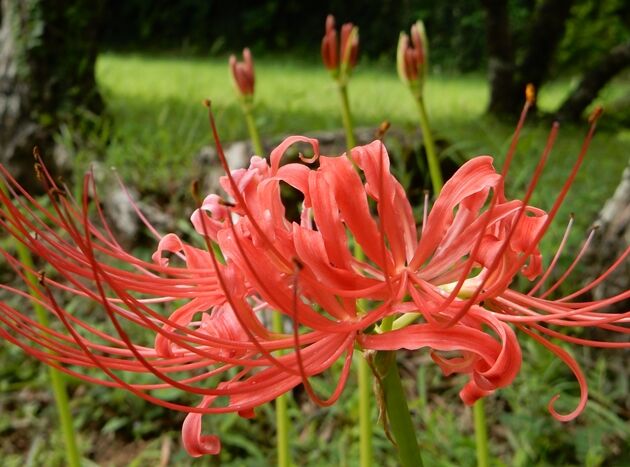 古市家の彼岸花 種子島のブログ