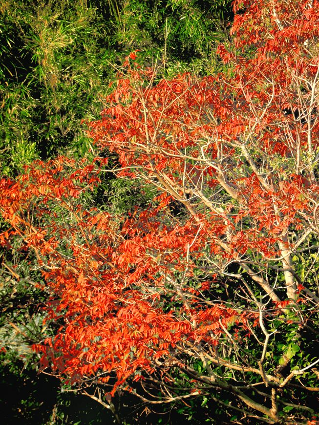 紅葉 種子島の紅葉 : 種子島のブログ