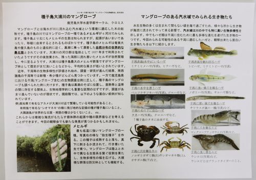種子島大学 マングローブの生物観察会 種子島のブログ