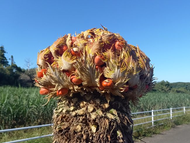 ソテツの実 : 種子島のブログ