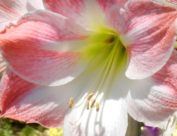 アマリリスが見頃 種子島のブログ