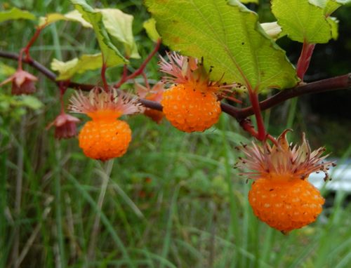 木苺 リュウキュウイチゴ 開花 種子島のブログ