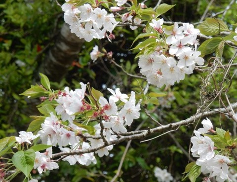 DSCN0064