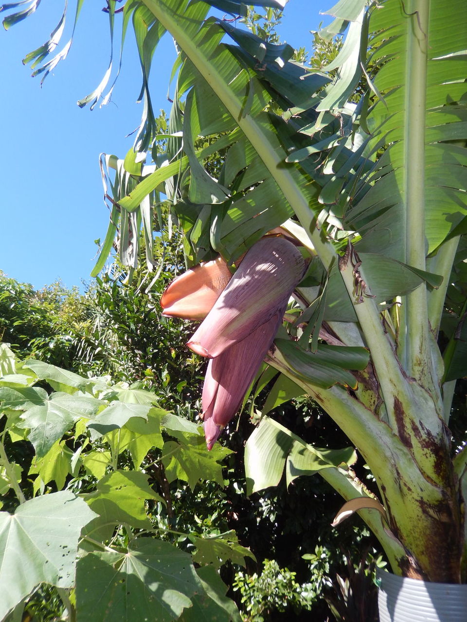 秋の味覚 バショウ 島バナナ 種子島のブログ