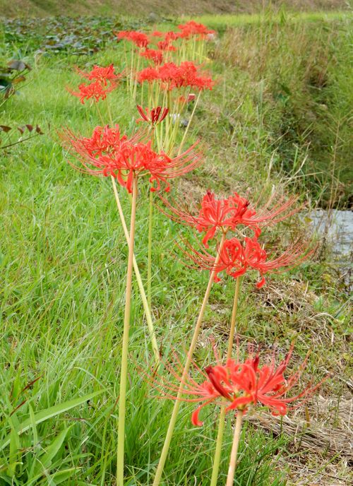 彼岸花 曼殊沙華 種子島のブログ