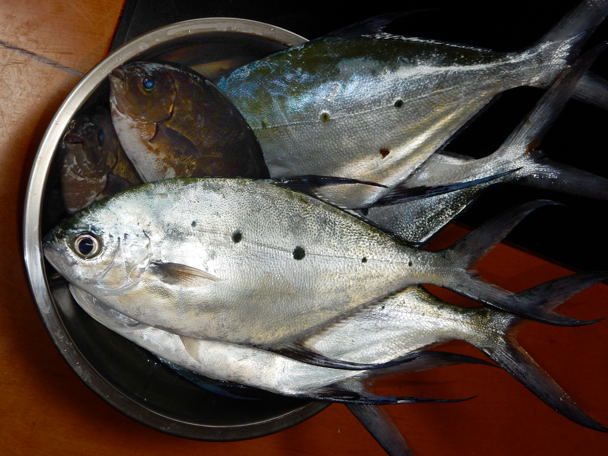 コバンアジの刺身 種子島のブログ
