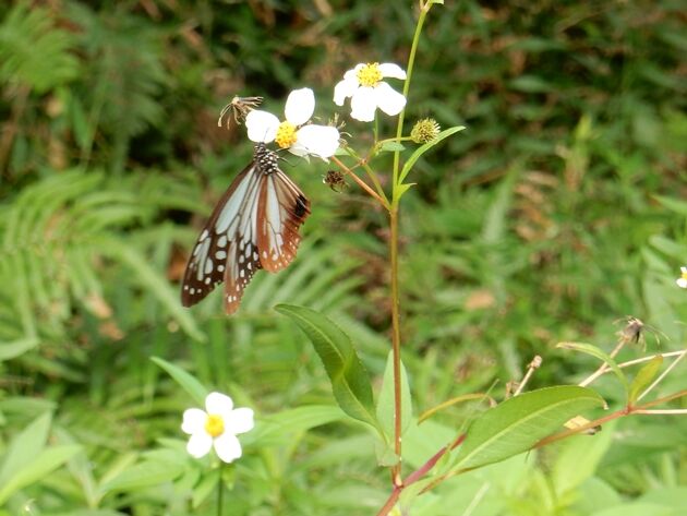 アサギマダラ南下中 種子島のブログ