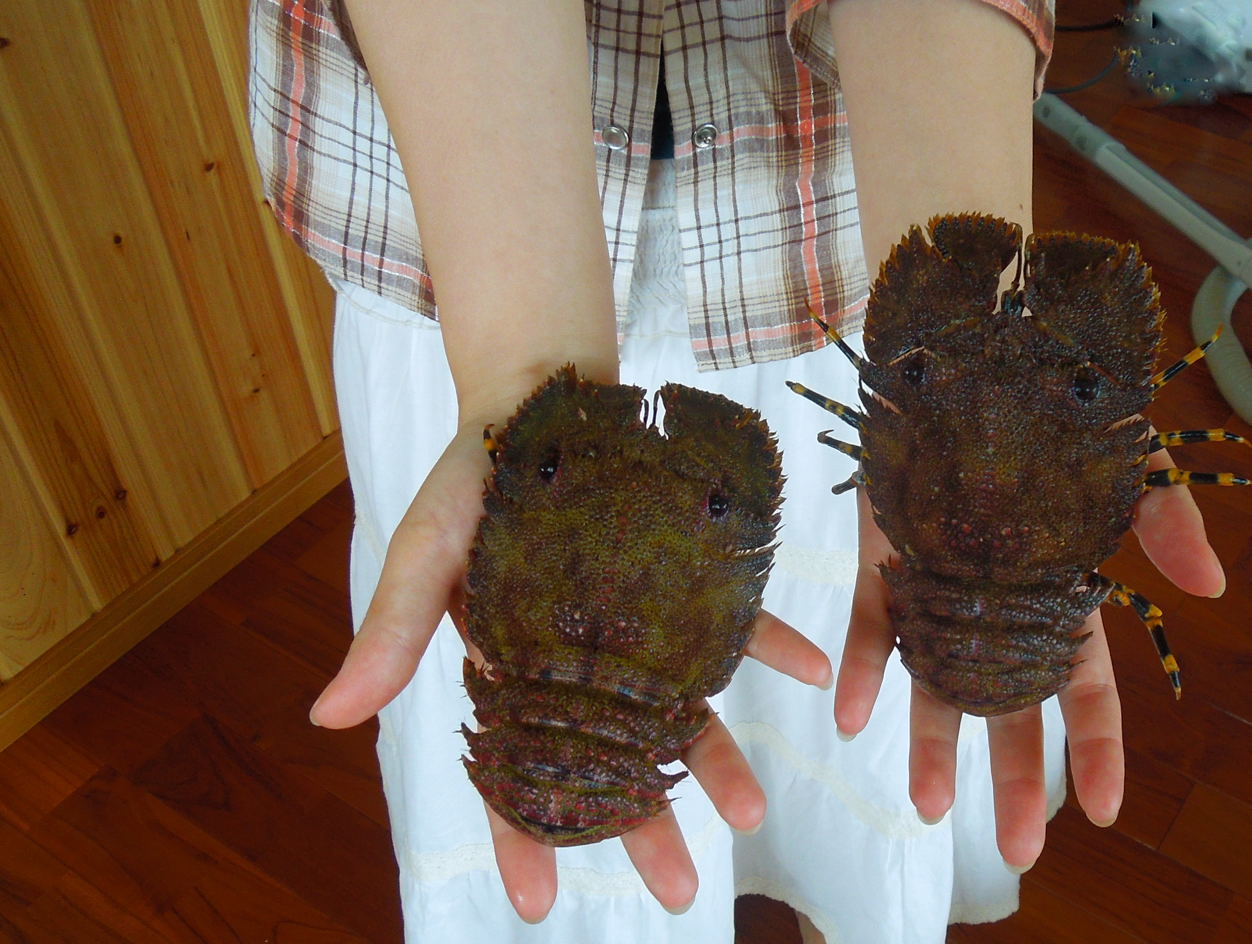 エビのごちそう 種子島のブログ エビのごちそう 種子島のブログ