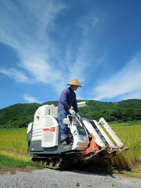 我が家の稲刈り : 種子島のブログ