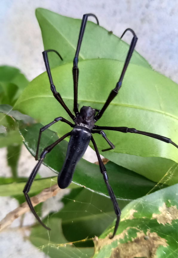 コブに一喜一憂 : 種子島のブログ