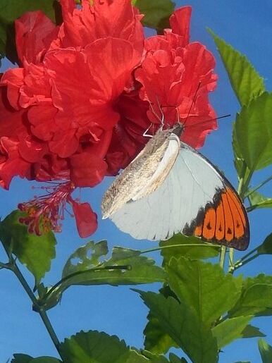 ツマベニチョウ40頭 ツマベニチョウ40頭 ツマベニチョウ属その1