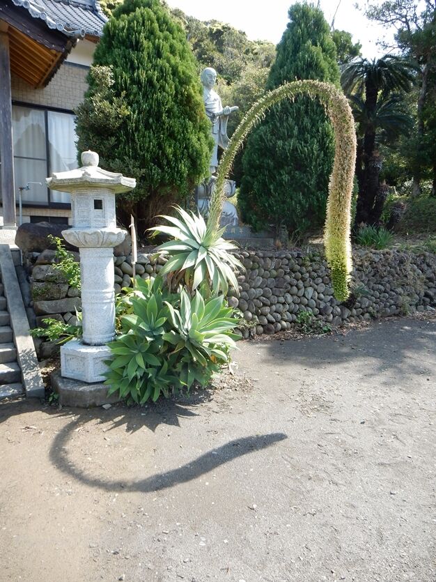 アガベ間もなく見納め 種子島のブログ