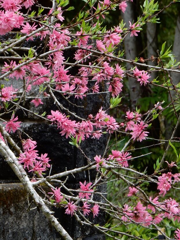 ビワ色づく 種子島のブログ