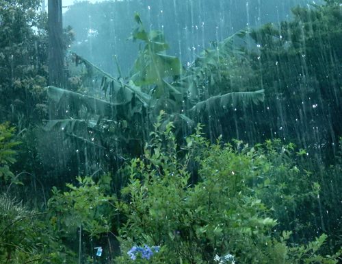 が 強い 雨脚