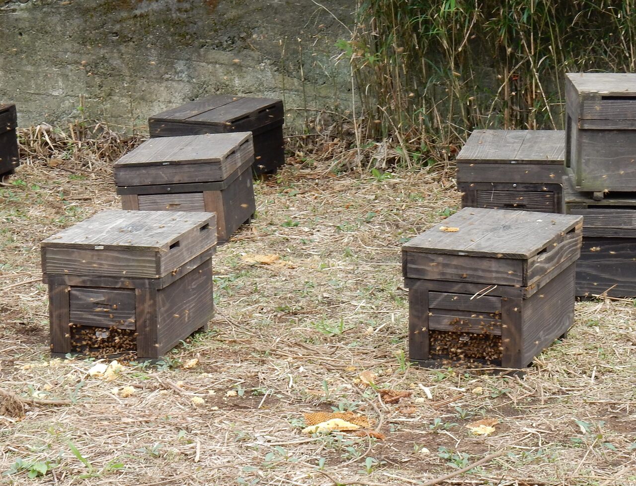 西洋蜜蜂巣箱７枚単箱×2　沖縄モデル 西洋蜜蜂巣箱7枚単箱×2 沖縄モデル 西洋蜜蜂巣箱7枚単箱×2 沖縄