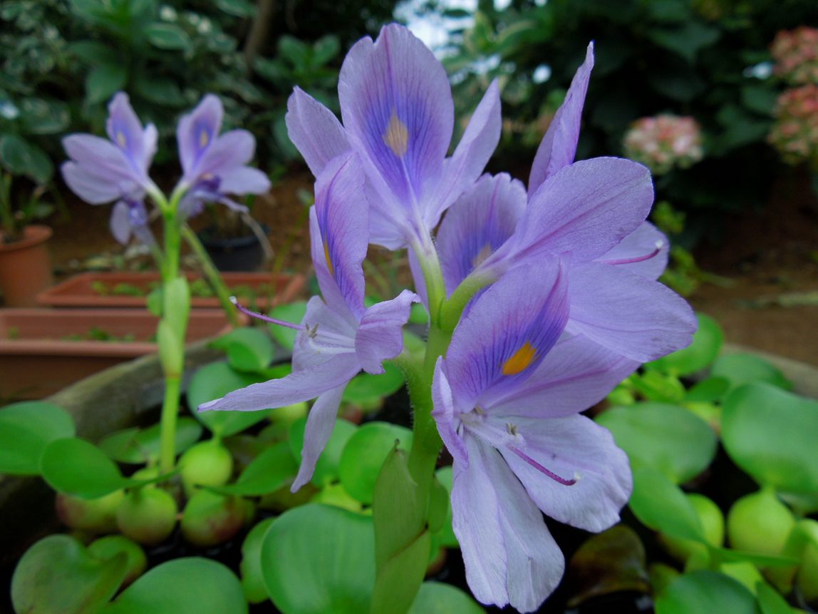 ホテイアオイの花 種子島のブログ ホテイアオイの花 種子島のブログ